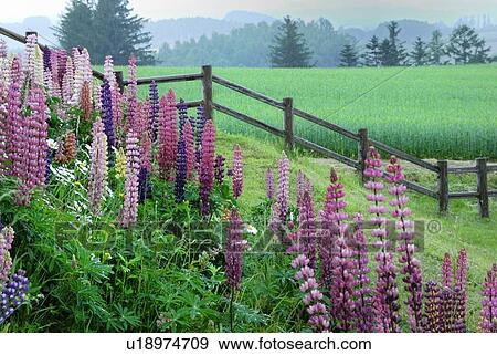 Stock Photo - A Meadow And A Lupines Field. Fotosearch