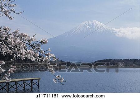 Lake Tanuki And Mt. Fuji View Large Photo Image Stock Image - Lake Tanuki And Mt. Fuji. Fotosearch