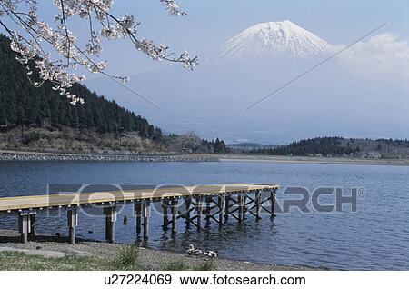 Lake Tanuki And Mt. Fuji View Large Photo Image Stock Photo - Lake Tanuki And Mt. Fuji. Fotosearch