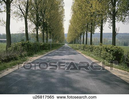 Stock Photography - Roadside Trees And A Road. Fotosearch