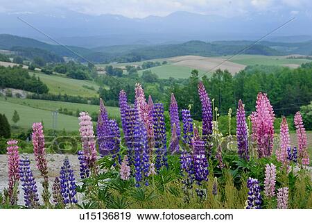 The Lupines On A Hill View Large Photo Image Stock Photo - The Lupines On A Hill. Fotosearch