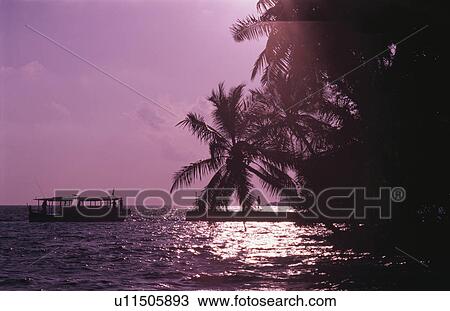 The Setting Sun And A Coconut View Large Photo Image Stock Image - The Setting Sun And A Coconut. Fotosearch
