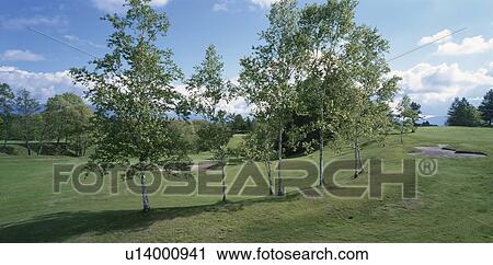 The Tree On A Golf Course View Large Photo Image Stock Image - The Tree On A Golf Course. Fotosearch