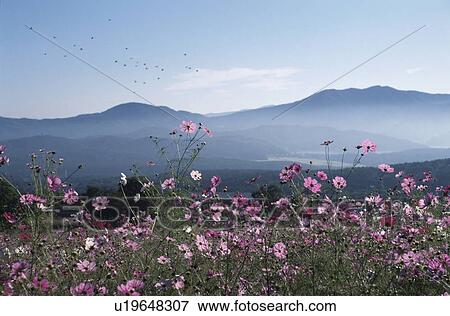 A Cosmos Field And A Mountain Range View Large Photo Image Stock Photo - A Cosmos Field And A Mountain Range. Fotosearch