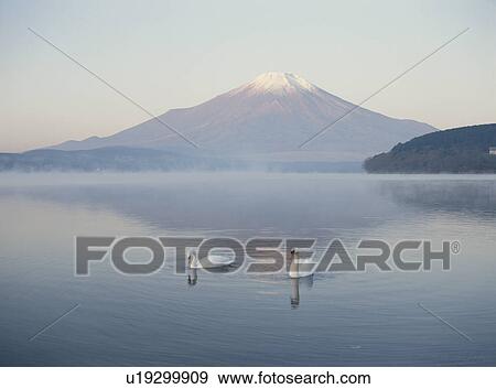 Stock Photo - A Swan And Mt. Fuji In Yamanashi Prefecture. Fotosearch