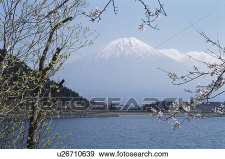 Stock Photo - Lake Tanuki And Mt. Fuji. Fotosearch
