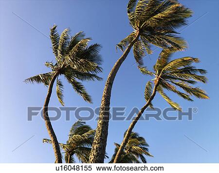 Palm trees against blue sky blowing in the wind in Maui, Hawaii. View Large Photo Image Stock Photography - Palm trees against blue sky blowing in the wind in Maui, Hawaii.. Fotosearch