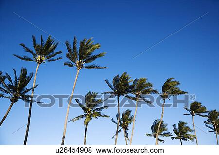 Palm trees swaying in wind against clear blue sky. View Large Photo Image Stock Photo - Palm trees swaying in wind against clear blue sky.. Fotosearch