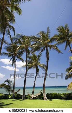 Stock Image - Palm trees with hammock by Pacific ocean.. Fotosearch