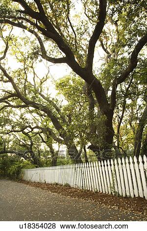 Stock Photo - White picket fence with trees.. Fotosearch