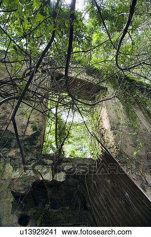 Window and wall of abandoned building structure with tree branches. View Large Photo Image Stock Image - Window and wall of abandoned building structure with tree branches.. Fotosearch