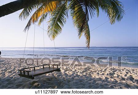 The Tree Of The Coconut With The Swing View Large Photo Image Stock Photo - The Tree Of The Coconut With The Swing. Fotosearch