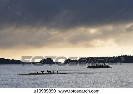 Cormorants at Taylor Head Prov Park, Nova Scotia, Canada View Large Photo Image Stock Image - Cormorants at Taylor Head Prov Park, Nova Scotia, Canada. Fotosearch
