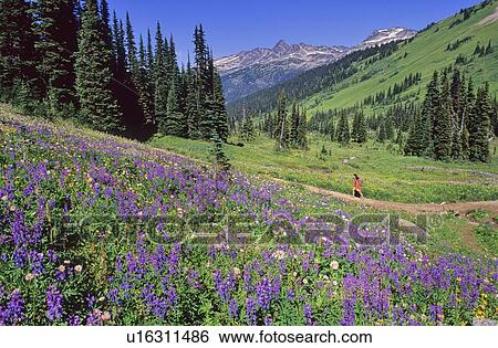 Hiker walks trail to Singing Pass, lupin in foreground, Whistler Mountain, Whistler View Large Photo Image Stock Photograph - Hiker walks trail to Singing Pass, lupin in foreground, Whistler Mountain, Whistler. Fotosearch