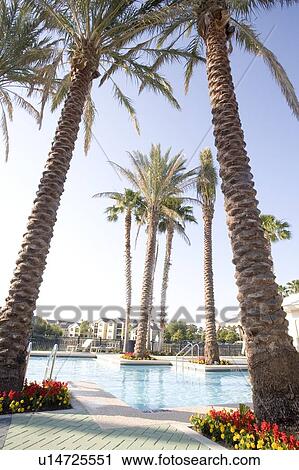 Swimming pool surrounded by palms, Jacksonville, Florida View Large Photo Image Stock Image - Swimming pool surrounded by palms, Jacksonville, Florida. Fotosearch