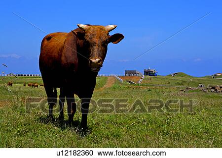 Stock Image - Close-up of the cattle walking on the lawn, Penghu, Taiwan. Fotosearch