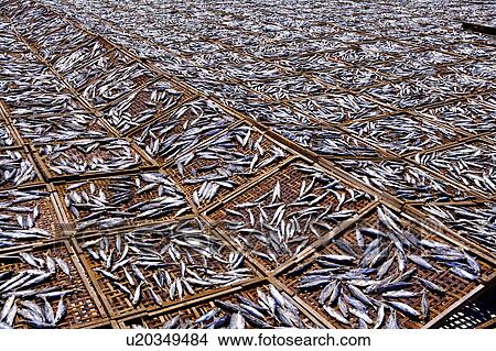 Picture - Fish dried on the bamboo screen, full frame, Penghu, Taiwan. Fotosearch