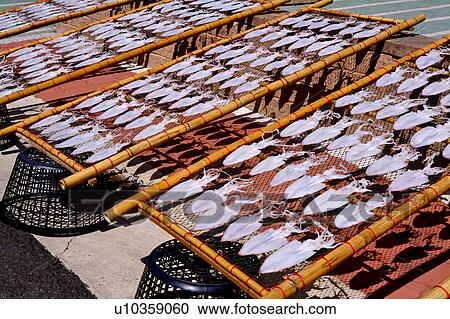 The sleeve-fish are drying on the net, Penghu, Taiwan View Large Photo Image Stock Image - The sleeve-fish are drying on the net, Penghu, Taiwan. Fotosearch