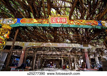 The tree-formed passage in Penghu, Taiwan View Large Photo Image Stock Image - The tree-formed passage in Penghu, Taiwan. Fotosearch