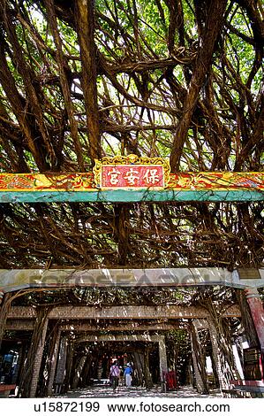 The tree passage which has shade in Penghu, Taiwan View Large Photo Image Stock Photo - The tree passage which has shade in Penghu, Taiwan. Fotosearch
