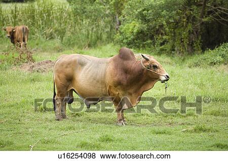 Stock Photo - A cattle on the lawn in Kinmen County, Taiwan. Fotosearch