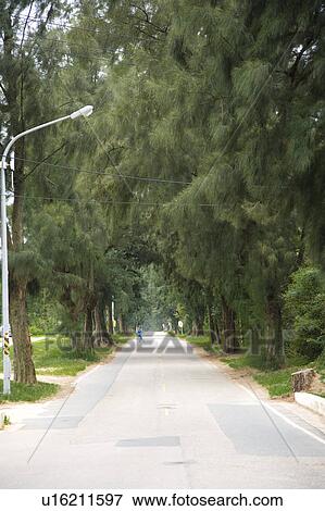 Stock Photo - Casuarina of Jinming Township, Kinmen County, Taiwan. Fotosearch
