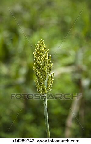 Stock Image - Close-up of jowar in Kinmen Country, Taiwan. Fotosearch