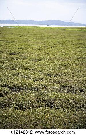 Mangrove in Jincheng Town, Kinmen County, Taiwan View Large Photo Image Stock Image - Mangrove in Jincheng Town, Kinmen County, Taiwan. Fotosearch