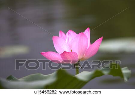Stock Image - Close-up of a water lily in west lake, Hangzhou, Zhejiang Province. Fotosearch