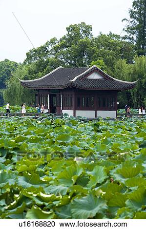 Stock Image - Green lily pads and pagoda in west lake, Hangzhou, Zhejiang Province. Fotosearch