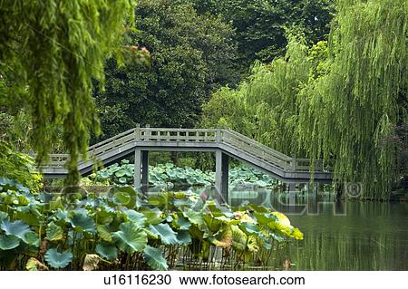 Lotus Stirred by Breeze in Quyuan Garden in West Lake in Hangzhou, Zhejiang Province View Large Photo Image Stock Image - Lotus Stirred by Breeze in Quyuan Garden in West Lake in Hangzhou, Zhejiang Province. Fotosearch