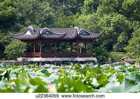 Stock Photo - Lotus Stirred by Breeze in Quyuan Garden in west lake, Hangzhou, Zhejiang Province. Fotosearch