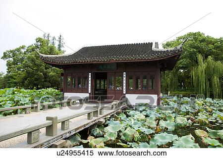 Lotus Stirred by Breeze in Quyuan Garden in West Lake, Hangzhou, Zhejiang Province View Large Photo Image Stock Photography - Lotus Stirred by Breeze in Quyuan Garden in West Lake, Hangzhou, Zhejiang Province. Fotosearch