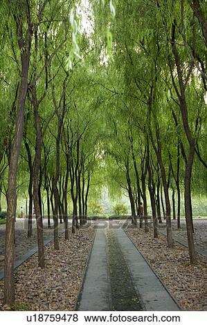 Stock Photo - Orioles Singing in the Willows in Hangzhou, Zhejiang Province. Fotosearch