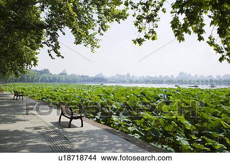 Picture - Scenery of West Lake, Hangzhou, Zhejiang Province. Fotosearch