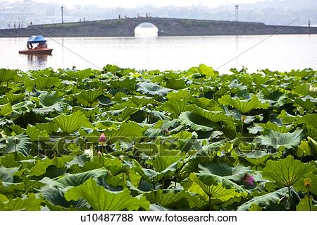 The green lily pad in West Lake, Hangzhou, Zhejiang Province View Large Photo Image Stock Photo - The green lily pad in West Lake, Hangzhou, Zhejiang Province. Fotosearch