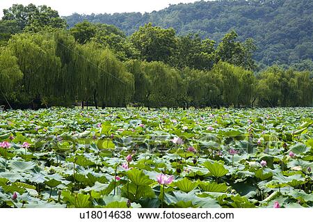 Stock Photo - Water lily and weeping willow in West Lake, Hangzhou, Zhejiang Province. Fotosearch