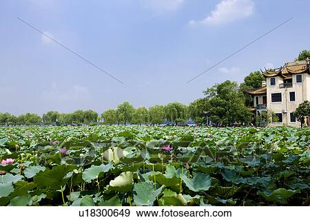 Stock Photo - Water lily in the West Lake, Hangzhou, Zhejiang Province. Fotosearch