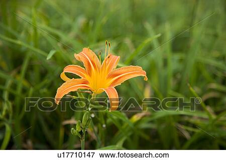 Close-up of a day lily on the Liushidan Mountain, Fuli Township, Hualien County, Taiwan View Large Photo Image Stock Photo - Close-up of a day lily on the Liushidan Mountain, Fuli Township, Hualien County, Taiwan. Fotosearch