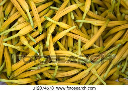 Stock Photo - Close-up of day lilies on the Liushidan Mountain, Fuli Township, Hualien County, Taiwan. Fotosearch