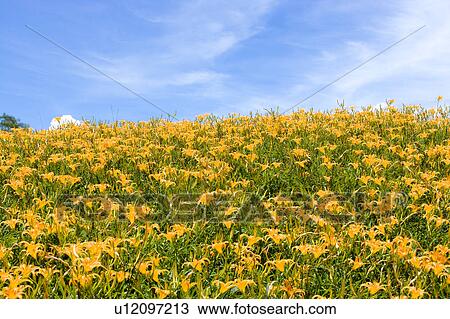 Day lilies on the Liushidan Mountain, Fuli Township, Hualien County, Taiwan View Large Photo Image Stock Image - Day lilies on the Liushidan Mountain, Fuli Township, Hualien County, Taiwan. Fotosearch
