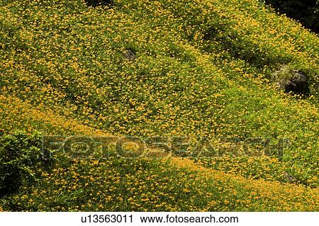 Stock Image - Day lilies on the Liushidan Mountain, Fuli Township, Hualien County, Taiwan. Fotosearch