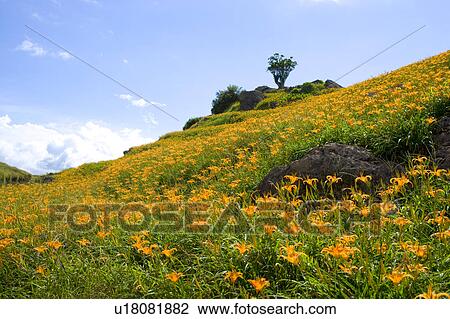 Day lilies on the Liushidan Mountain, Fuli Township, Hualien County, Taiwan View Large Photo Image Stock Image - Day lilies on the Liushidan Mountain, Fuli Township, Hualien County, Taiwan. Fotosearch