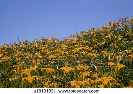 Stock Image - Day lilies on the Liushidan Mountain, Fuli Township, Hualien County, Taiwan. Fotosearch