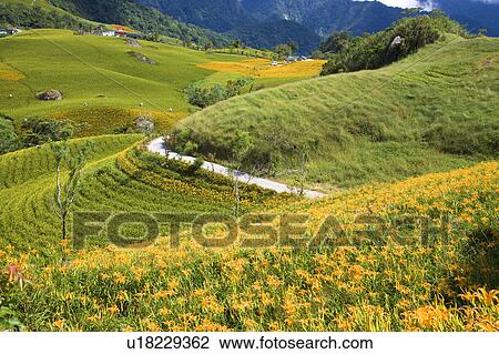 Stock Image - Day lilies on the Liushidan Mountain, Fuli Township, Hualien County, Taiwan. Fotosearch