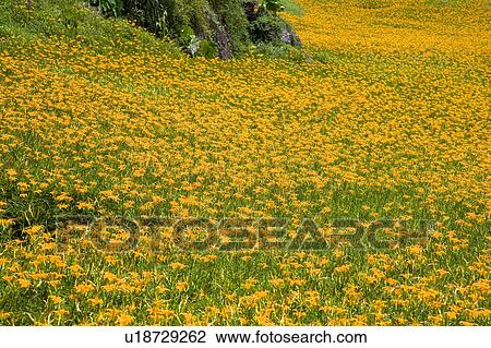 Stock Image - Day lilies on the Liushidan Mountain, Fuli Township, Hualien County, Taiwan. Fotosearch