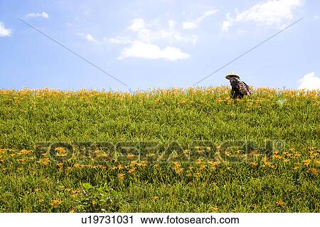 Stock Image - Day lilies on the Liushidan Mountain, Fuli Township, Hualien County, Taiwan. Fotosearch