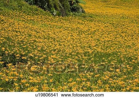 Stock Image - Day lilies on the Liushidan Mountain, Fuli Township, Hualien County, Taiwan. Fotosearch