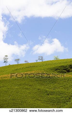 Stock Image - Day lilies on the Liushidan Mountain, Fuli Township, Hualien County, Taiwan. Fotosearch