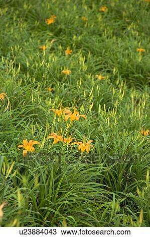Day lilies on the Liushidan Mountain, Fuli Township, Hualien County, Taiwan View Large Photo Image Stock Image - Day lilies on the Liushidan Mountain, Fuli Township, Hualien County, Taiwan. Fotosearch
